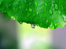 Leaf_After_the_Rain_1600x1200