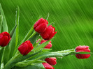 red-tulips-in-the-rain