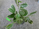 multumesc