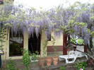 WISTERIA 2