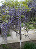 WISTERIA 3