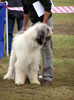 buzau 2004 50