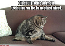 poze-amuzante-pisica-grasa-pe-canapea[1]