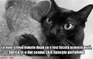 poze-amuzante-pisica-hoata[1]
