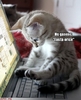 poze-amuzante-pisica-pe-laptop[1]