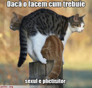 poze-amuzante-pisici-plictisite[1]