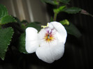 Picture 001
