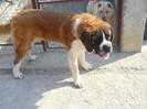 octombrie 2011 028
