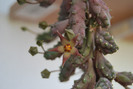 Piaranthus germinatus v.foetidus