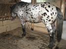 ARMASAR APPALOOSA NORIKER