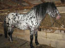 ARMASAR APPALOOSA NORIKER