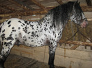 ARMASAR APPALOOSA NORIKER
