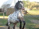 ARMASAR APPALOOSA NORIKER