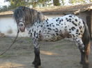 ARMASAR APPALOOSA NORIKER
