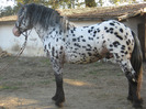 ARMASAR APPALOOSA NORIKER