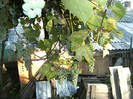 1 oct 2011 003