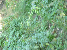 1 oct 2011 015