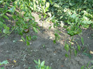 1 oct 2011 062
