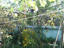 1 oct 2011 079