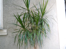 DRACENA