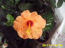 Picture 003
