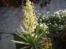 flori 075