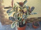 flori 082