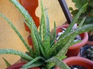flori 078