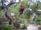 P1010004