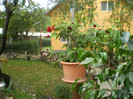 P1010007
