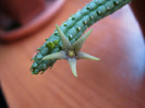 Echidnopsis seibanica (2)