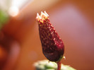 Echidnopsis squamulata (9)