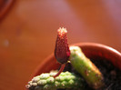 Echidnopsis squamulata (2)