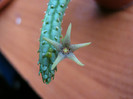 Echidnopsis seibanica (3)