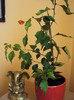 bouga red flame