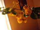 DSC03837