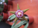 Stapelia flavopurpurea brownish (8)