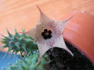 Huernia distincta (4)