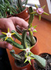 Stapelia flavopurpureax4 (1)