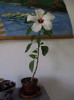 DSCF5449