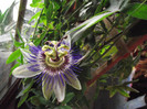 DSCF5450