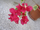 Picture 009