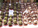 P1160750