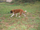 octombrie 2011 074