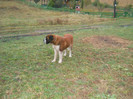 octombrie 2011 077
