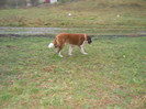 octombrie 2011 084