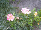 septembrie 048