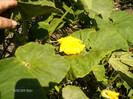 floare de dovleac