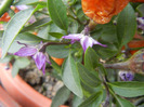 Brown Orange Peppers (2011, Sep.30)