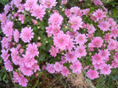 Pink Chrysanthemum (2011, Oct.02)